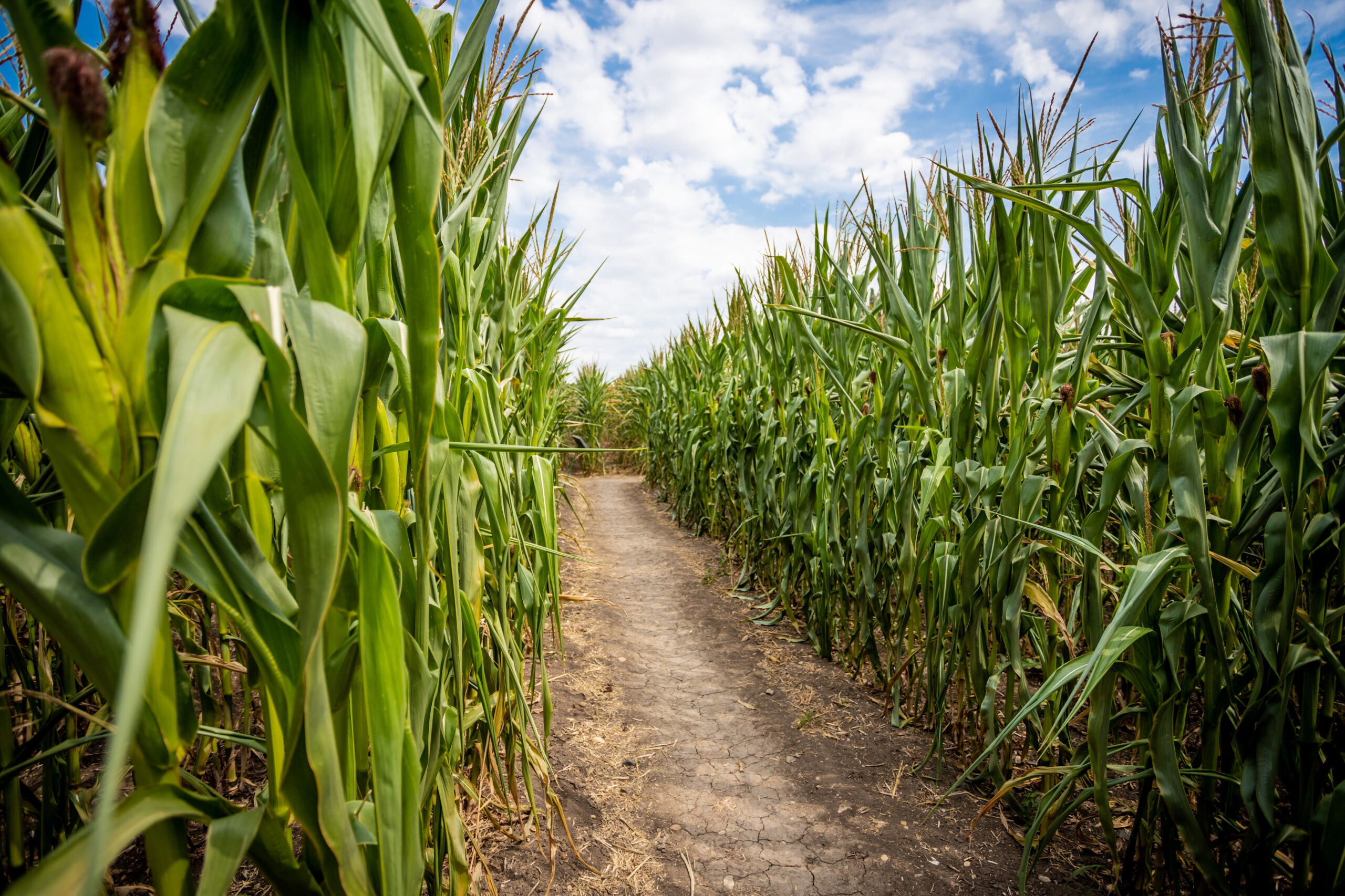 Weg in einem Maisfeld